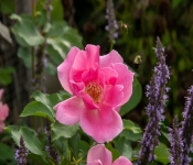 2020 09 01 LyndaleParkRoseGarden 042